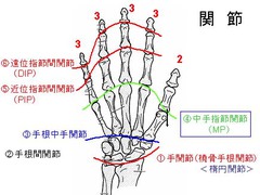 手関節指関節.jpg