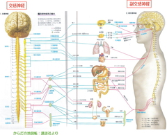 自律神経.jpg