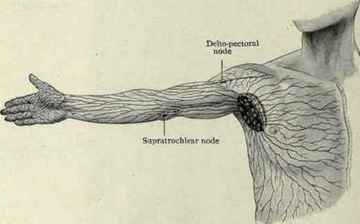 リンパ上肢.jpg