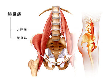 腸腰筋.jpg