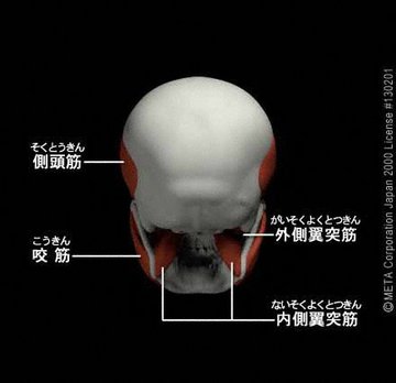 顎関節症１.jpg