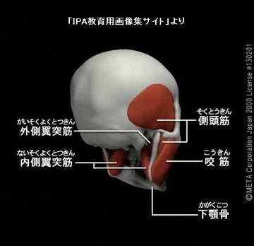 顎関節症５.jpg