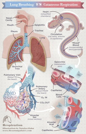呼吸の仕組み.jpgのサムネイル画像