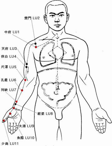 肺経.jpgのサムネイル画像