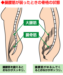 腸腰筋２.gif