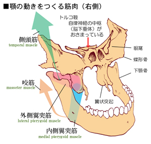 顎関節症３.jpg